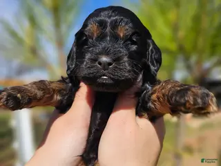 Cockapoo dogs Wyatt - Ad 19