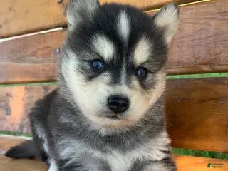 Alaskan Klee Kai dogs Alaskan Klee Kai Puppy 1 - Ad 3