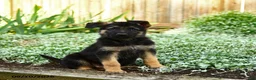 German Shepherd dogs for sale: Vernon - Ad 3