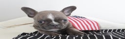 Frenchton dogs for sale: Bella  - Ad 21