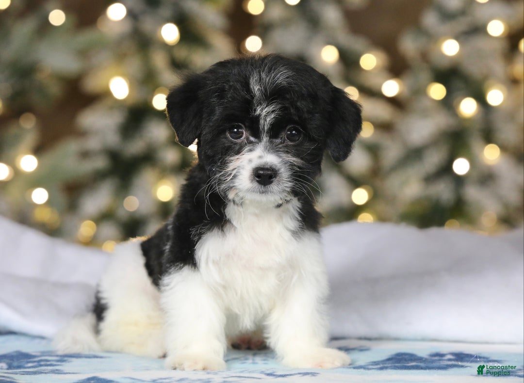 Teddy Bear dogs for sale: Noelle - Ad 49