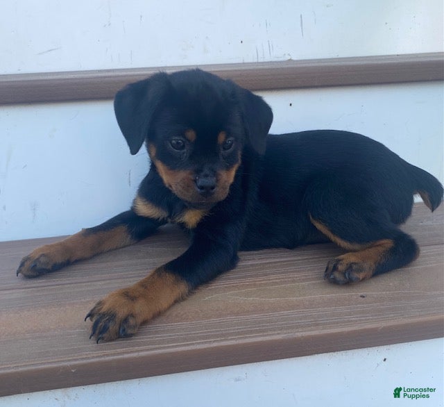 Rottweiler dogs Daffodil- miniature - Ad 1