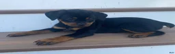 Rottweiler dogs for sale: Daffodil- miniature - Ad 1