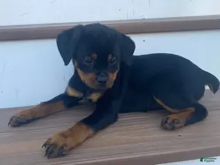 Rottweiler dogs for sale: Daffodil- miniature - Ad 3