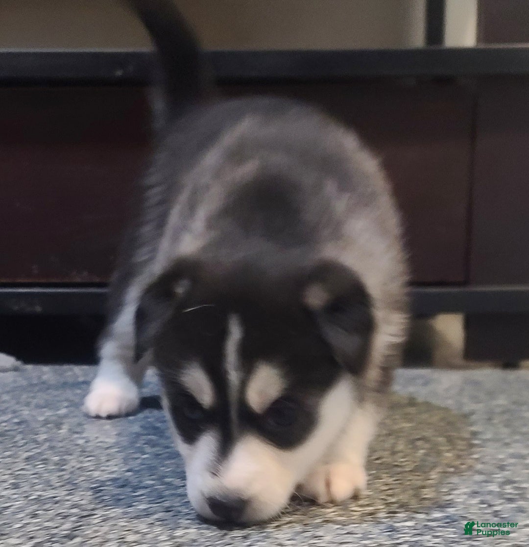 Pomsky dogs for sale: Daisy - Ad 2