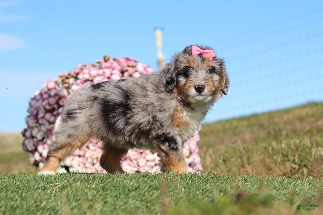 Mini Bernedoodle dogs for sale: Tilly - Ad 4