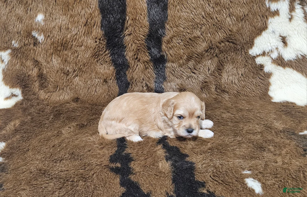 Cavapoo dogs for sale: F1 Hera - Ad 2