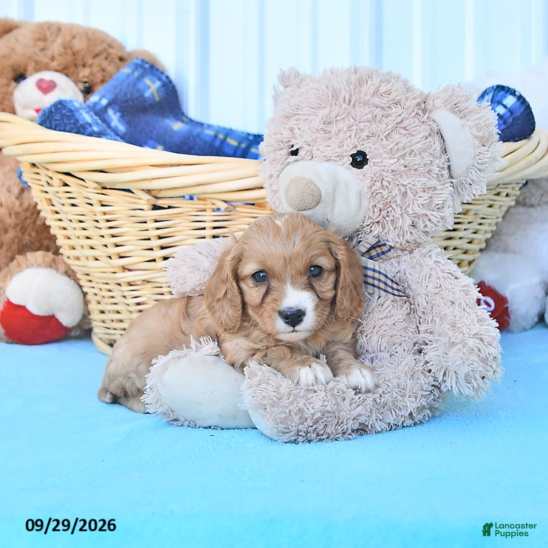 Cavapoo dogs for sale: Bennet - Ad 1