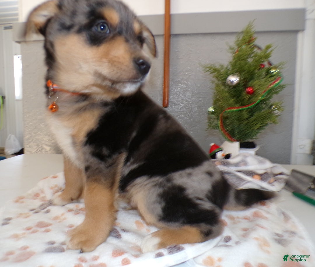 Mixed Breed dogs for sale: Mixed Breed Puppy 3 Mister - Ad 2