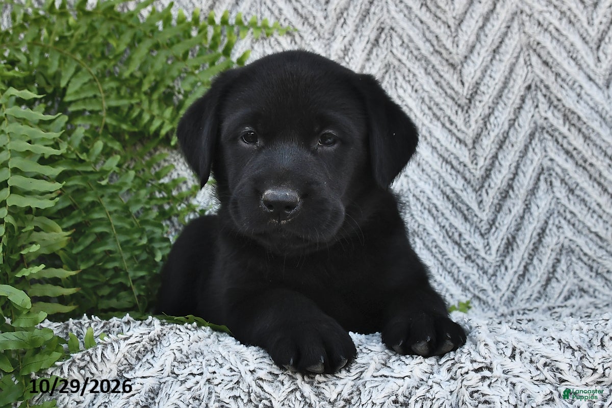 Labrador Retriever dogs for sale: Tonya  - Ad 1