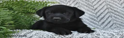 Labrador Retriever dogs for sale: Tonya  - Ad 1