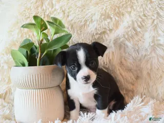 Chihuahua dogs Drew - Ad 39