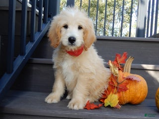 Mini Goldendoodle dogs - Ad 19