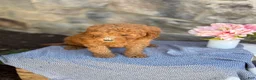 Goldendoodle dogs for sale: Milkshake - Ad 3