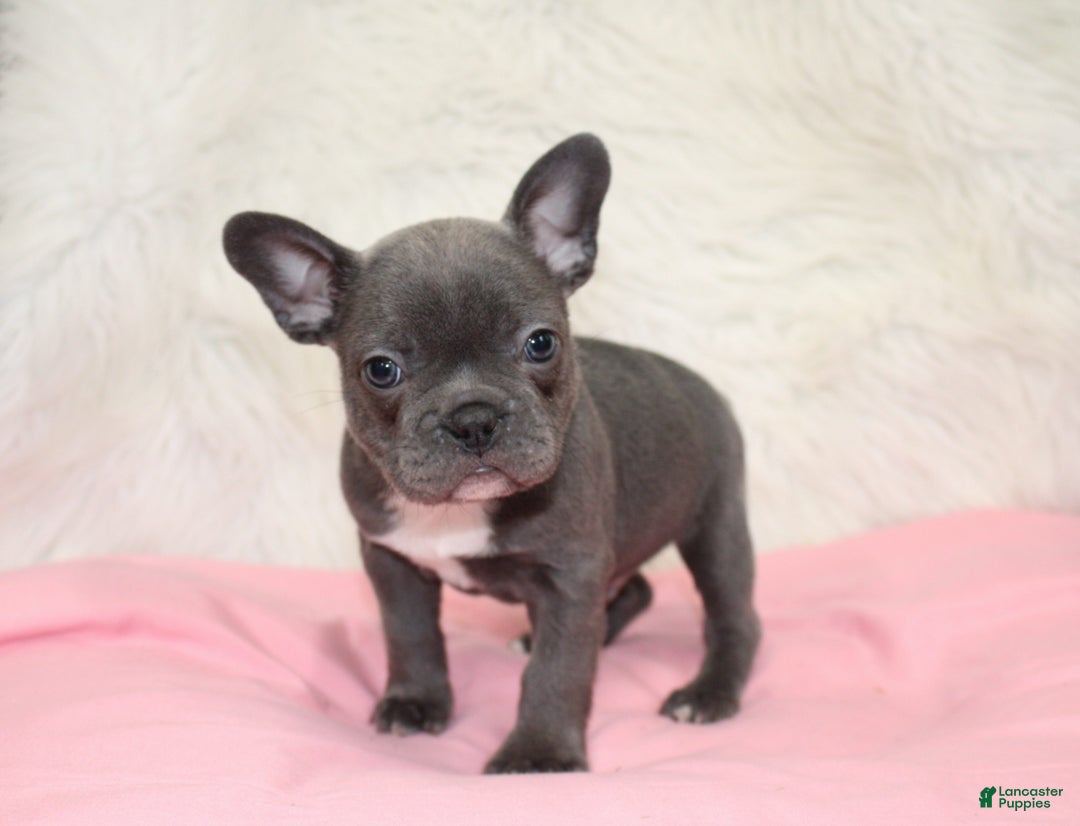 Mixed Breed dogs for sale: Beau - Ad 2