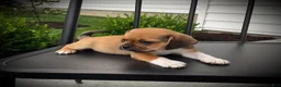 Puggle dogs for sale: Sawyer  - Ad 3