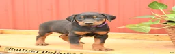 Doberman Pinscher dogs for sale: Woody - Ad 3