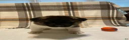 Akita dogs for sale: Thor  - Ad 4