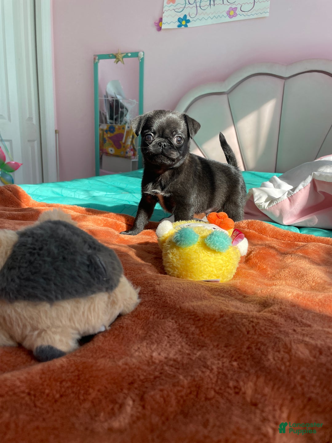 Pug dogs for sale: Milo - Ad 1