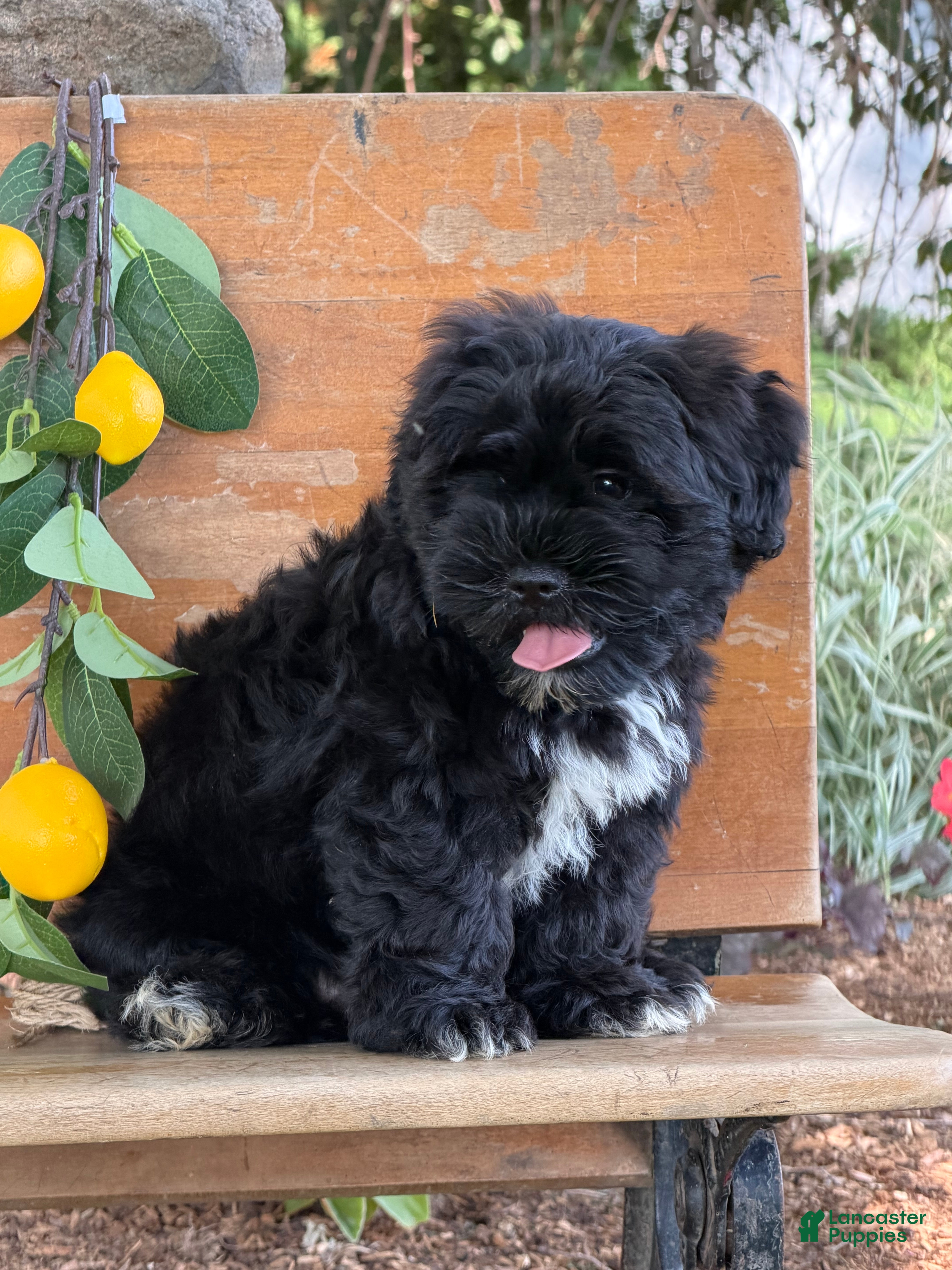 Mixed Breed dogs Joyce  - Ad 1