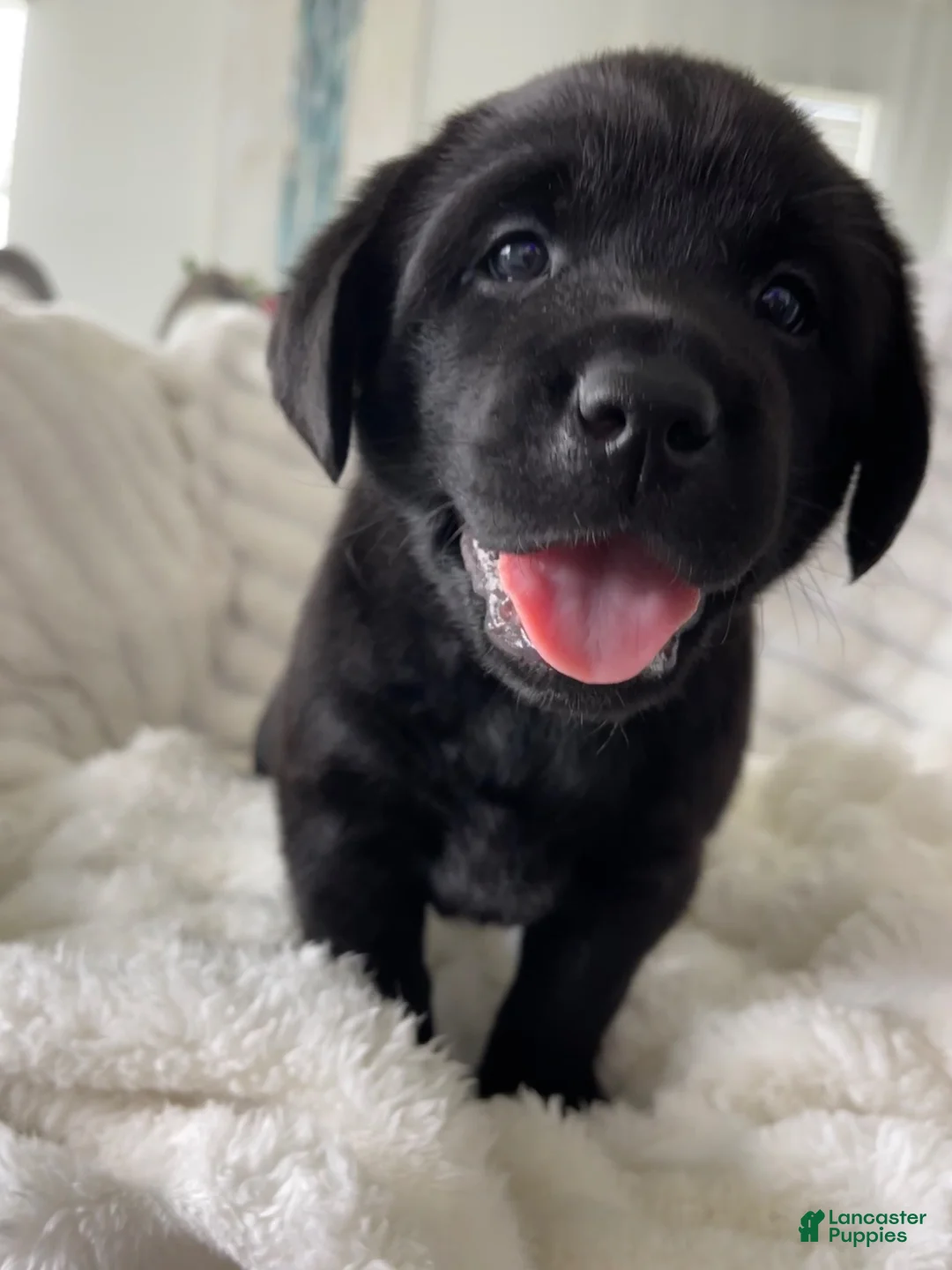 Labrador Retriever dogs for sale: Labrador Retriever 5 Lola  🍀  - Ad 1
