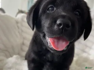 Labrador Retriever dogs for sale: Labrador Retriever 5 Lola 🍀 - Ad 1