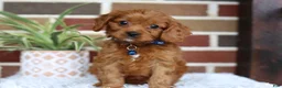 Cavapoo dogs for sale: Forrest - Ad 4