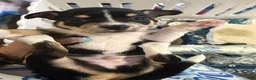 Chihuahua dogs for sale: Chihuahua 2 - Ad 3