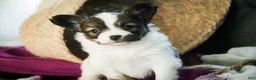 Papillon dogs for sale: Janie - Ad 5