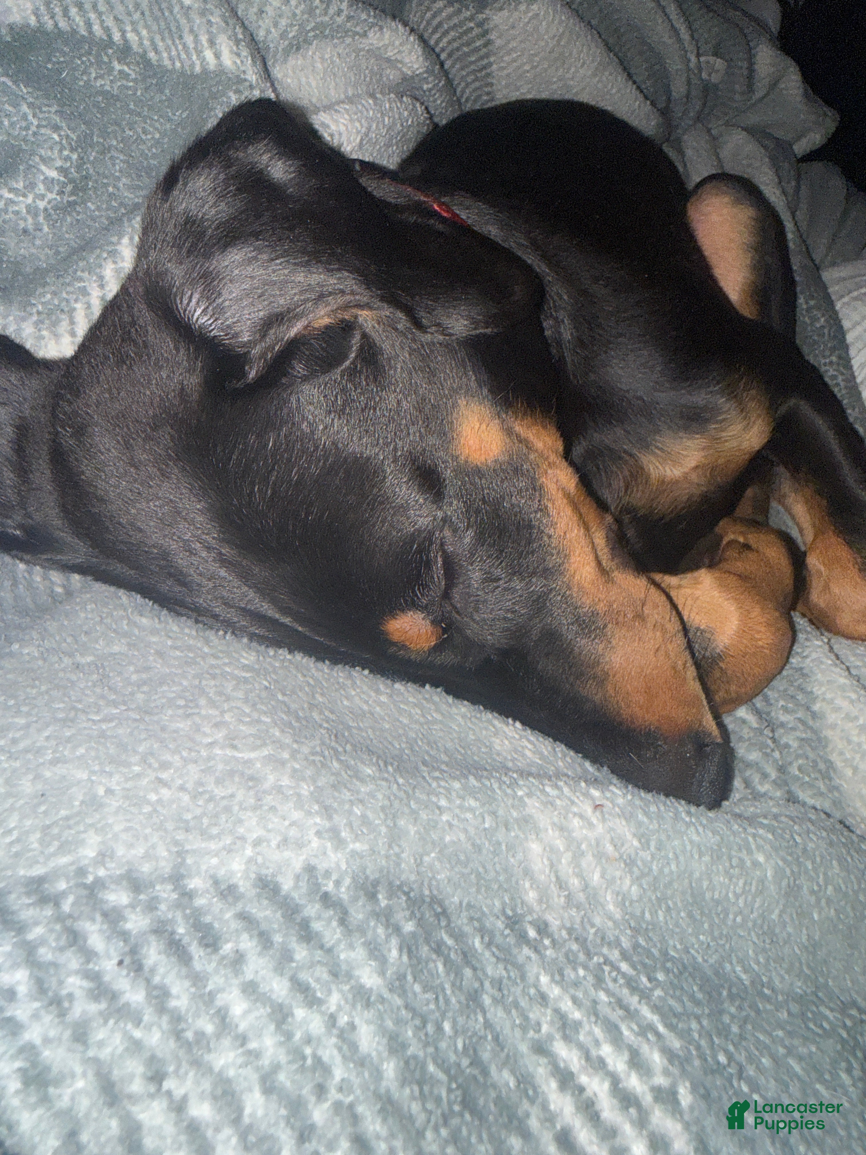 Doberman Pinscher dogs Deuce - Ad 38