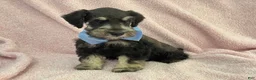 Miniature Schnauzer dogs for sale: Mae Male 2 Black & Silver AKC - Ad 3