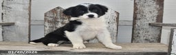 Border Collie dogs for sale: Gracie - Ad 3