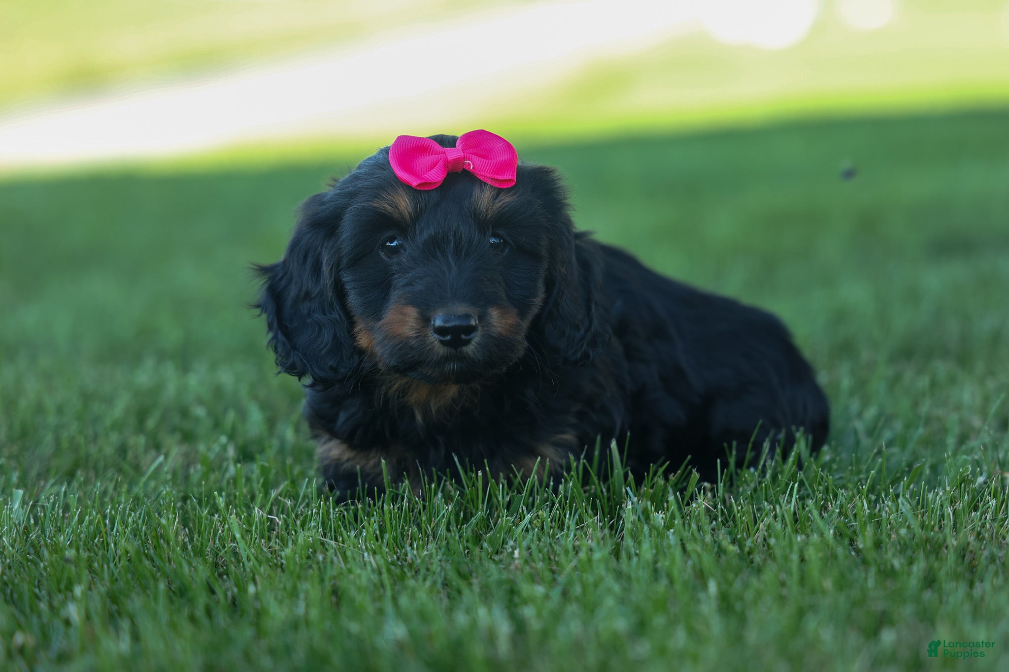 Miniature Dachshund dogs Honey 🐾❤️ - Ad 2