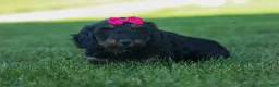 Miniature Dachshund dogs for sale: Honey 🐾❤️ - Ad 2