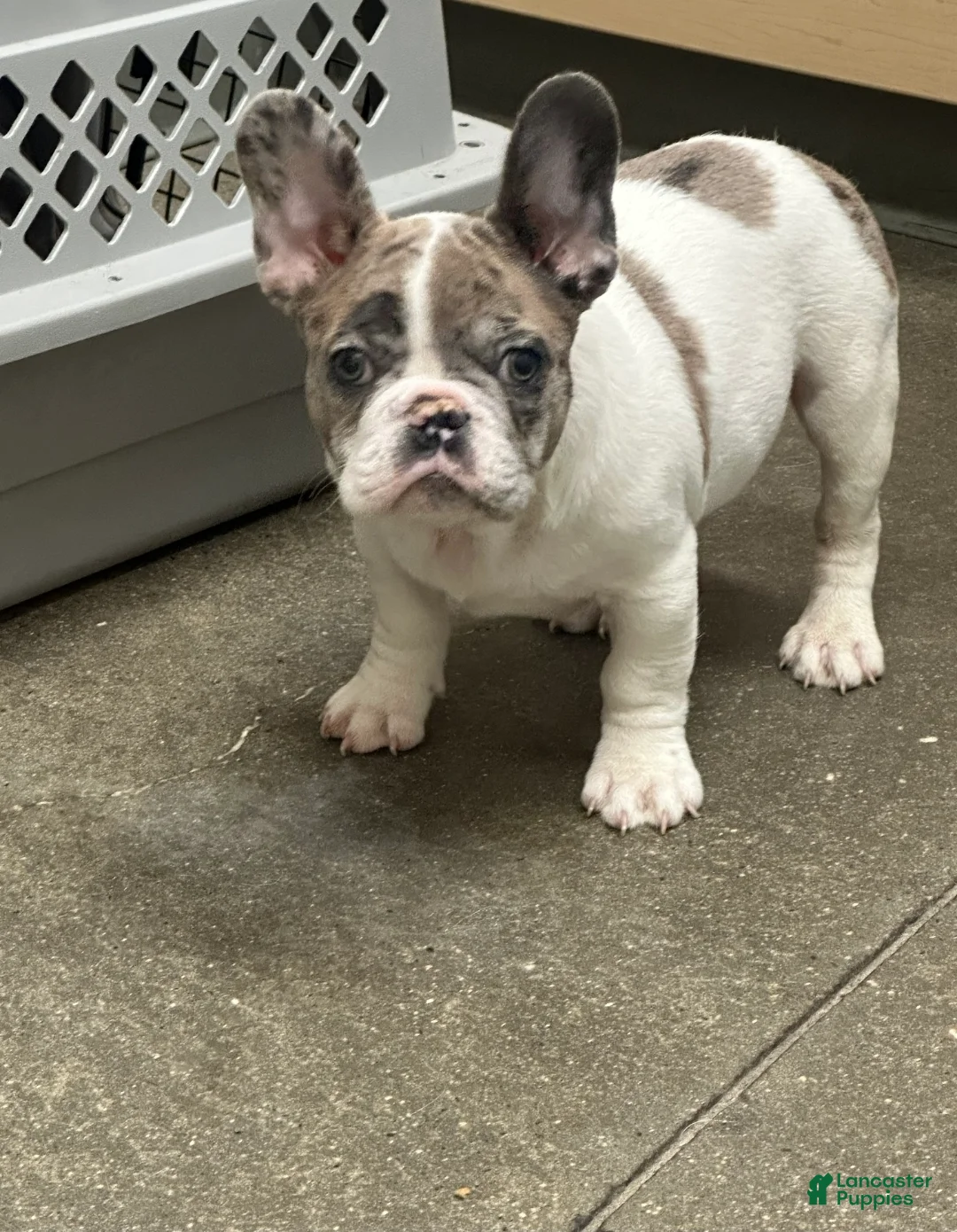 French Bulldog dogs for sale: French Bulldog Puppy 1 - Ad 2