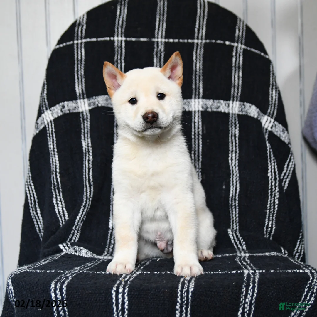 Shiba Inu dogs for sale: Snow  - Ad 6
