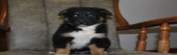Australian Shepherd dogs for sale: Tubby  - Ad 1
