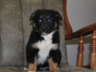 Australian Shepherd dogs Tubby - Ad 35