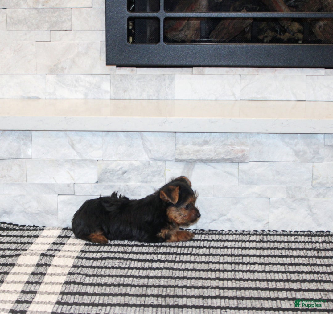 Yorkshire Terrier dogs for sale: Robot - Ad 7