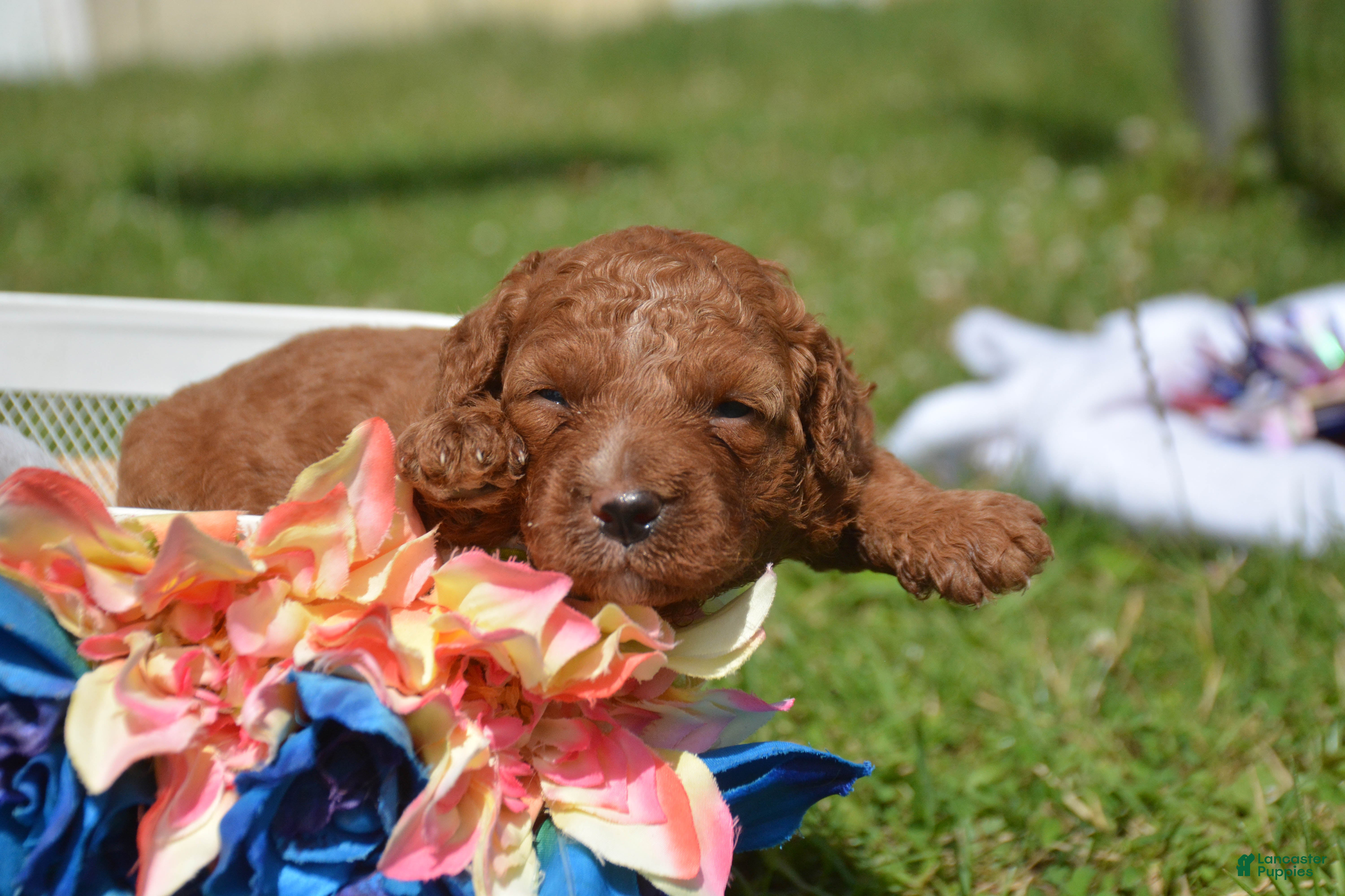 Mini Goldendoodle dogs Dawn Mini Goldendoodle 4 - Ad 7