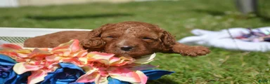 Dawn Mini Goldendoodle 4