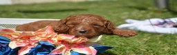 Mini Goldendoodle dogs for sale: Dawn Mini Goldendoodle 4 - Ad 1
