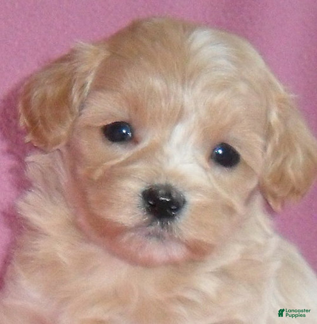 Shihpoo dogs for sale: Pixie - Ad 5