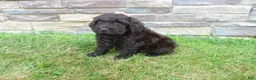 Newfypoo dogs for sale: F1b Coco - Ad 3