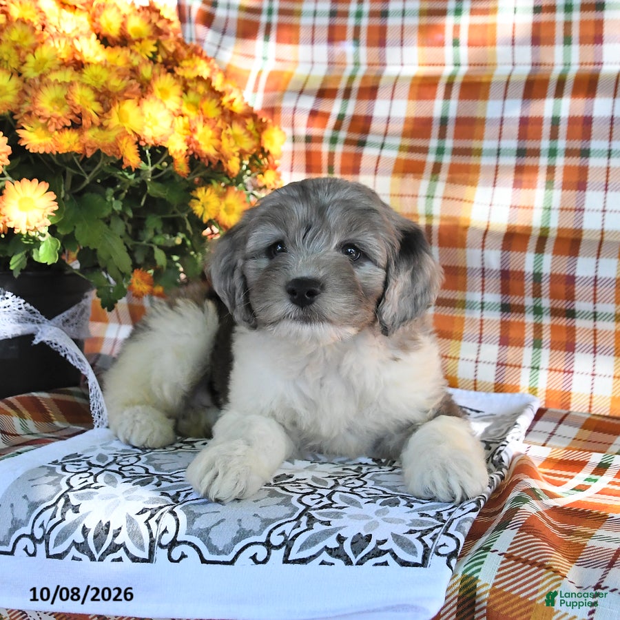 Mini Goldendoodle dogs Arnold - Ad 2