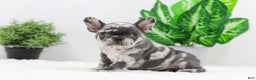 French Bulldog dogs for sale: Esther - Ad 2