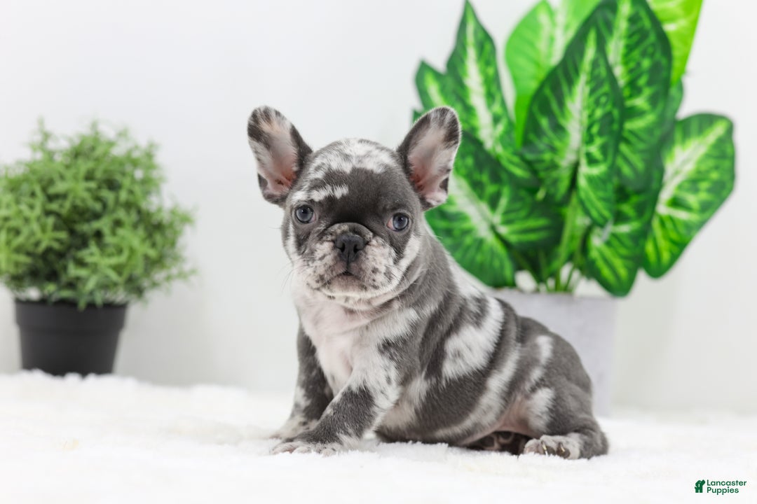 French Bulldog dogs for sale: Esther - Ad 2