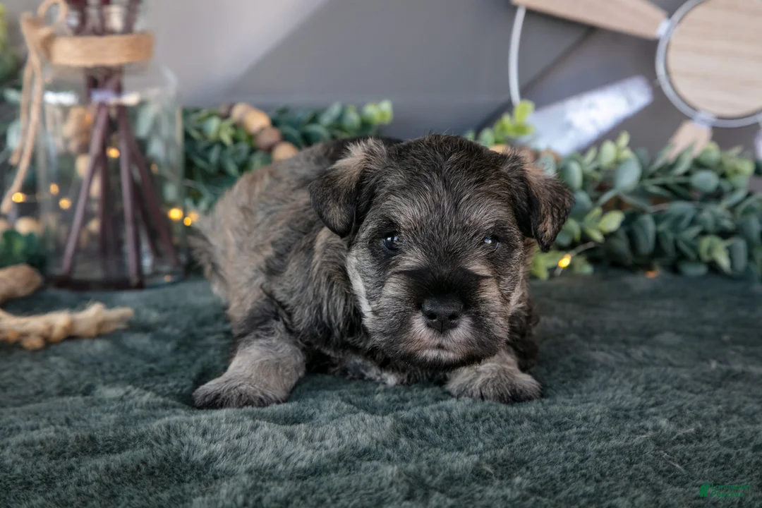 Miniature Schnauzer dogs for sale: Evan - Ad 3