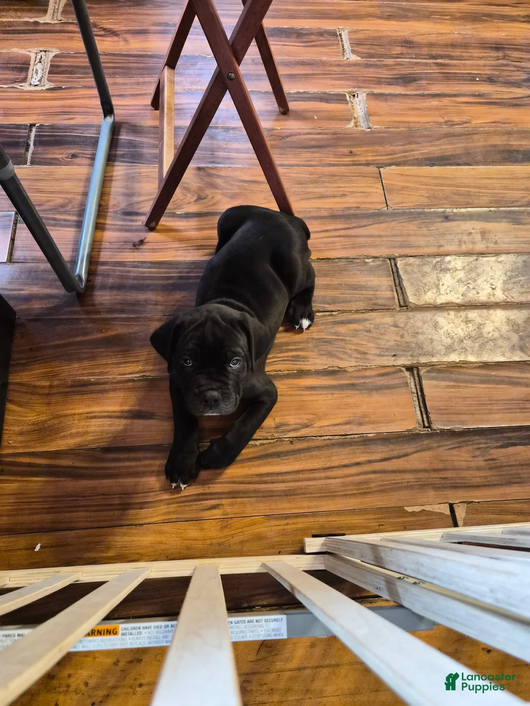 Cane Corso dogs for sale: Cane Corso Puppy 1 - Ad 4