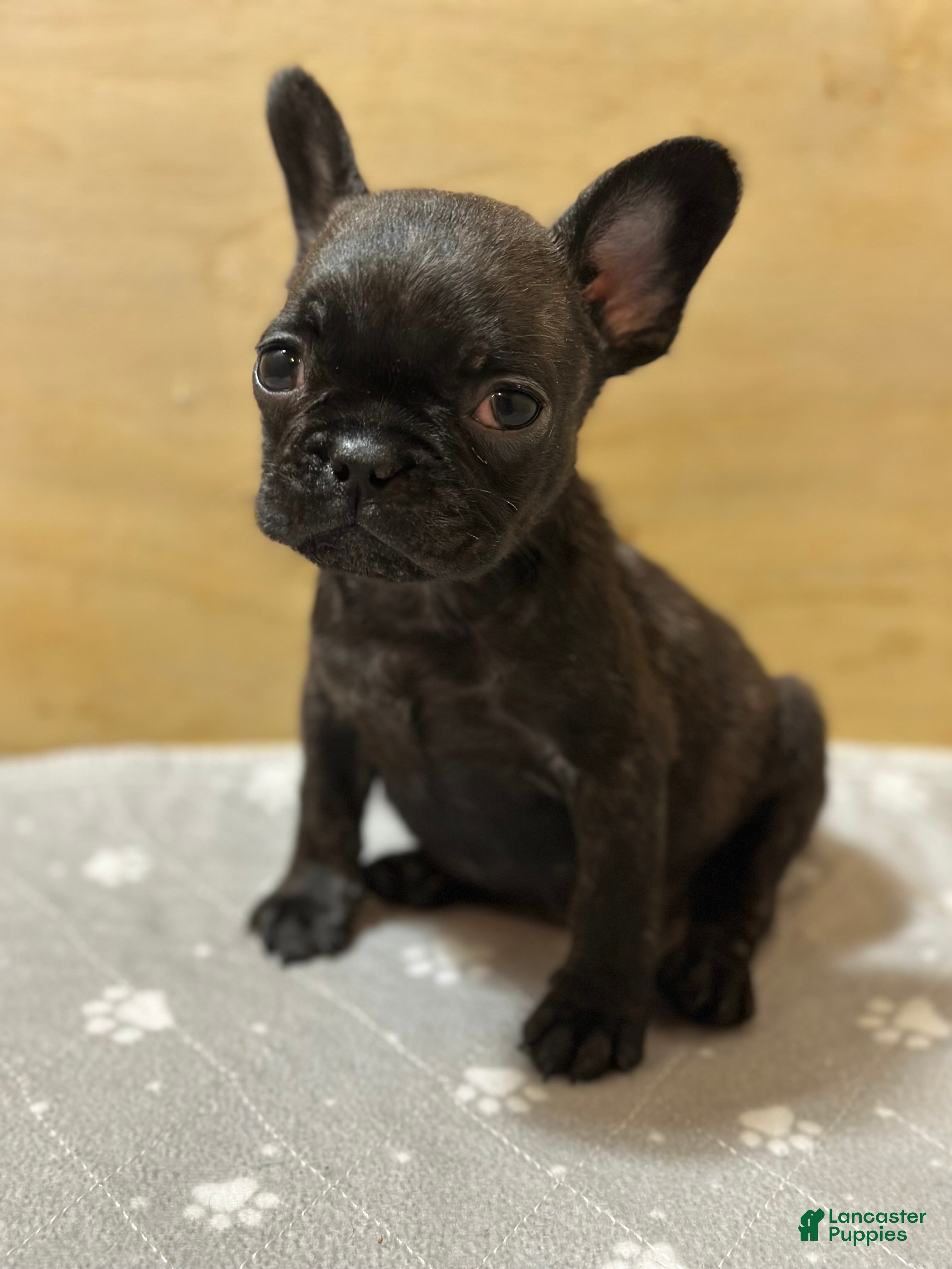 French Bulldog dogs Major - Ad 2